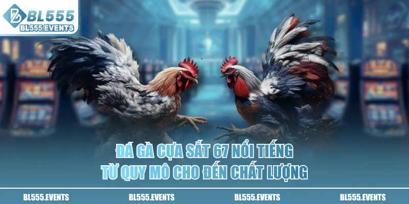Đá gà cựa sắt 67 nổi tiếng từ quy mô cho đến chất lượng